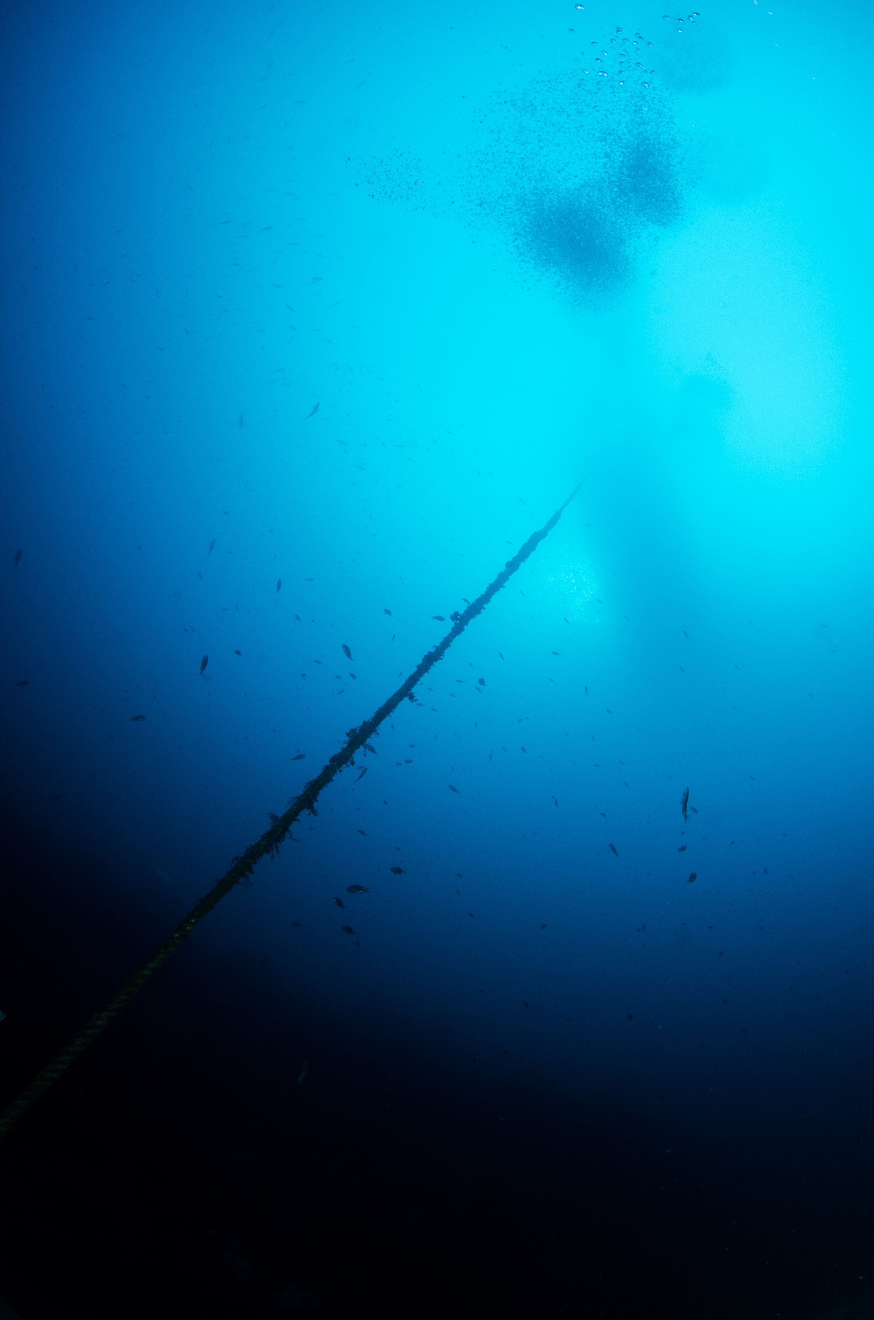 DSC_7845 – Underwater, Mooring Rope, Middle Arch, wide, angle, blue, Crispin, marine, new zealand, zealand, new, nz,